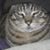 Kelli Pietramale's profile image