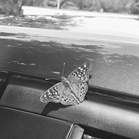 Lori Shellbaby's profile image