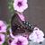 E Dianne Renken's profile image