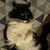 Evalina Howard's profile image