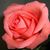 Carmen Villafane's profile image