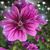Charlotte Pennington Steinmetz's profile image