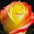Chasity Strout's profile image