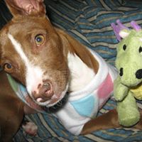 April Prado's profile image