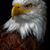 Jared Brown's profile image