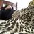 Isabell Matamoros's profile image
