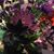 Althea Philippou's profile image