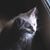 Erin Goetzger's profile image