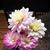 Rebecca Davidson Goldhardt's profile image