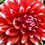 Loretta Bayless-Temple's profile image