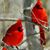 Dolores Nowak Gratti's profile image