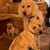 Patsy Baker Fownes's profile image