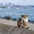 Heiden Page's profile image