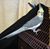 Tracie L. Brooks's profile image