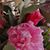Sheri Garcia's profile image