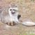 Janet Serpico LeMonier's profile image