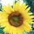 Leisa Mauch's profile image