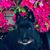 Kimmie Tranum Chop's profile image