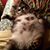 Jennifer C. Daniel's profile image