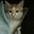 Alkee Malik's profile image