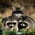 Doug Tolle's profile image