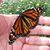 Bonnie Mills's profile image