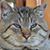 LuketheCat Tebben's profile image
