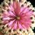 Carolyn Rose Bonner's profile image