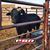Dino Yazzie's profile image