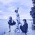 Jules Jade Clementi's profile image