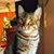 Nancy Sammarco Cherrier's profile image