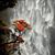 Rose Toscano's profile image