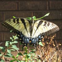 Penny Nichols Steinquist's profile image