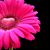 Carrie Bendel's profile image