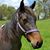 Vicki Kauffman's profile image