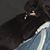 Andrew R Musick's profile image