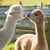 Jennifer Davis Welch's profile image