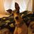 Jamey Boswell's profile image