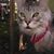 Karen Peltier-Mulligan's profile image