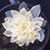 Gail Leifling's profile image