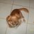 Pinky Ablaze's profile image