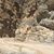 Ararat Chinaryan's profile image