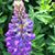 Alicia Tillotson's profile image