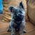 Debby Sage Mitchell's profile image