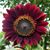 Millicent Roane Yount's profile image