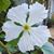 Annie Truong's profile image