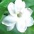 Jasmine Walker's profile image