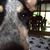 Susan Congreve's profile image