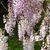 Lavelle Willingham's profile image