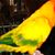 Darlene Butler's profile image